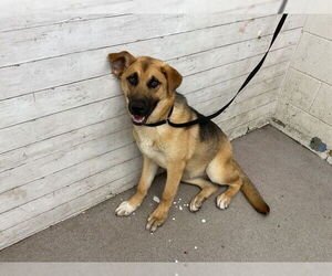 German Shepherd Dog-Unknown Mix Dogs for adoption in San Bernardino, CA, USA