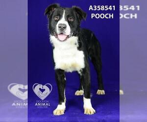 Border Collie Dogs for adoption in Stockton, CA, USA