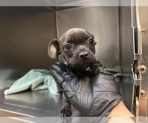 Chihuahua-Unknown Mix Dogs for adoption in Pasadena, CA, USA