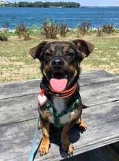 Cheeks Dogs for adoption in Buffalo, NY, USA