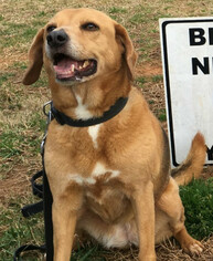 Medium Photo #1 Beagle-Unknown Mix Puppy For Sale in Kennesaw, GA, USA