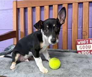 Chipin Dogs for adoption in Genesee, WI, USA