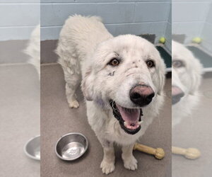 Medium Photo #1 Great Pyrenees Puppy For Sale in Fort Collins, CO, USA