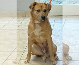 Boxer-German Shepherd Dog Mix Dogs for adoption in Lakemont, GA, USA