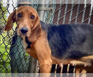 Treeing Walker Coonhound-Unknown Mix Dogs for adoption in Tallahassee, FL, USA