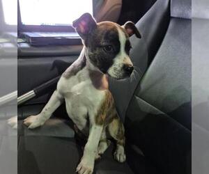 Boxer-Unknown Mix Dogs for adoption in San Antonio, TX, USA