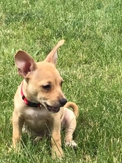Chihuahua Dogs for adoption in Wyoming, MI, USA