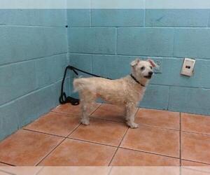 Maltese Dogs for adoption in Downey, CA, USA