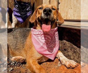 English Foxhound Dogs for adoption in Phenix City, AL, USA