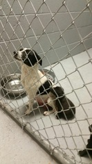 Jack-Rat Terrier Dogs for adoption in San Antonio, TX, USA