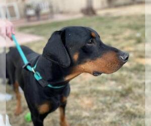 Doberman Pinscher Dogs for adoption in Albuquerque, NM, USA