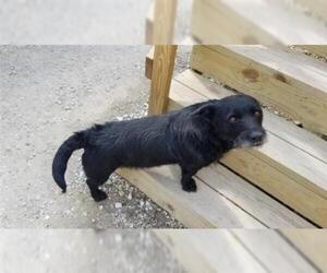 Norfolk Terrier Dogs for adoption in Houston, TX, USA