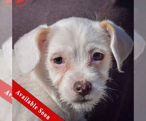 Bichon Frise-Unknown Mix Dogs for adoption in Huntley, IL, USA