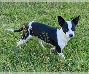 Mutt Dogs for adoption in FRAMINGHAM, MA, USA