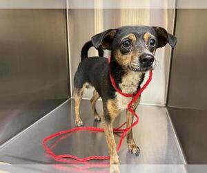 Chihuahua Dogs for adoption in Orange, CA, USA
