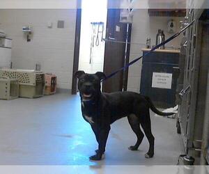 Boxer-Unknown Mix Dogs for adoption in Fayetteville, NC, USA