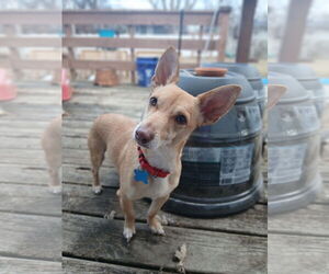 Chihuahua-Unknown Mix Dogs for adoption in Minneapolis, MN, USA