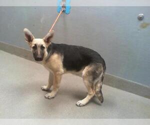 German Shepherd Dog-Unknown Mix Dogs for adoption in Las Vegas, NV, USA