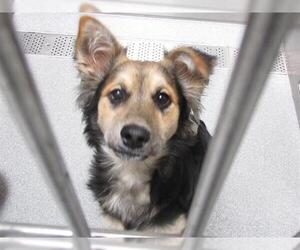 Australian Shepherd-Unknown Mix Dogs for adoption in Orange, CA, USA