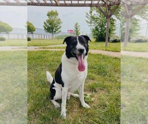 Border Collie Dogs for adoption in Toronto, Ontario, Canada