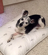 Rat Terrier Dogs for adoption in Maple Grove, MN, USA