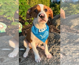 American Pit Bull Terrier-Unknown Mix Dogs for adoption in Clarkston, MI, USA