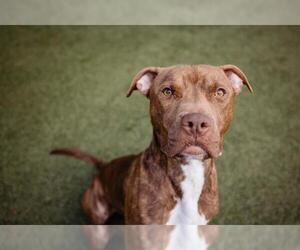 American Pit Bull Terrier Dogs for adoption in Orlando, FL, USA