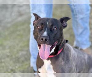 American Pit Bull Terrier-Unknown Mix Dogs for adoption in Santa Rosa, CA, USA