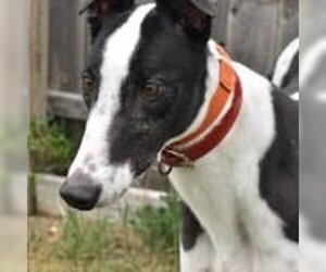 Greyhound Dogs for adoption in Grandville, MI, USA