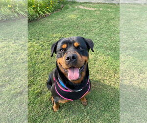 Rottweiler Dogs for adoption in Fort Worth, TX, USA