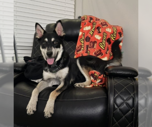 Siberian Husky-Unknown Mix Dogs for adoption in McKinney, TX, USA