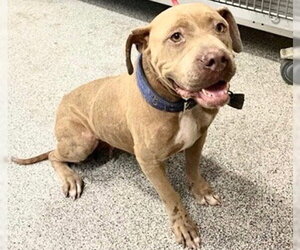 Staffordshire Bull Terrier Dogs for adoption in Houston, TX, USA