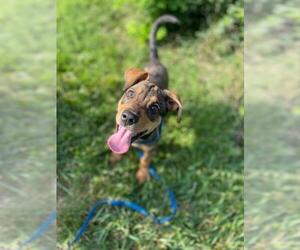Catahoula Leopard Dog Dogs for adoption in Williamson, WV, USA