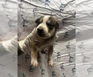 American Pit Bull Terrier-Unknown Mix Dogs for adoption in Riverside, CA, USA