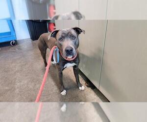 American Staffordshire Terrier-Unknown Mix Dogs for adoption in Tavares, FL, USA