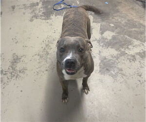American Staffordshire Terrier-Unknown Mix Dogs for adoption in Tallahassee, FL, USA