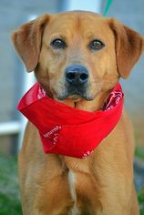 American Gointer Dogs for adoption in Tuscumbia, AL, USA