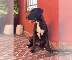 Labrador Retriever Dogs for adoption in San Francisco, CA, USA