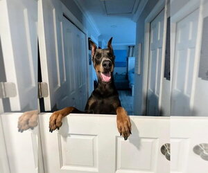 Doberman Pinscher Dogs for adoption in west Palm Beach, FL, USA