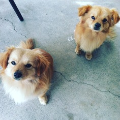 Pomeranian-Unknown Mix Dogs for adoption in Dana Point, CA, USA