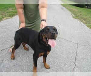 Rottweiler Dogs for adoption in Inverness, FL, USA