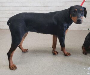 Doberman Pinscher Dogs for adoption in San Bernardino, CA, USA