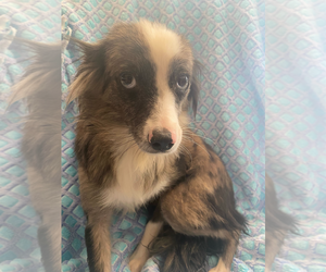 Australian Shepherd-Unknown Mix Dogs for adoption in Pacolet, SC, USA