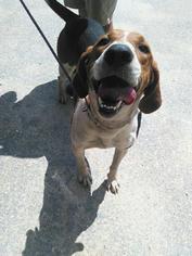 Treeing Walker Coonhound Dogs for adoption in Templeton, MA, USA