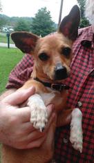 Medium Photo #1 Chihuahua-Unknown Mix Puppy For Sale in Warwick, RI, USA