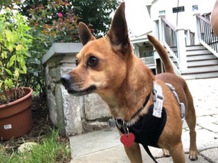 Chiweenie Dogs for adoption in Haymarket , VA, USA