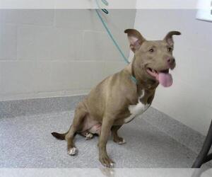 Labrador Retriever-Unknown Mix Dogs for adoption in Pasadena, TX, USA