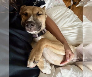 Mutt Dogs for adoption in Jefferson, NJ, USA