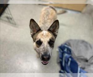 Mutt Dogs for adoption in Fort Collins, CO, USA