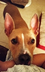 Ibizan Hound-Unknown Mix Dogs for adoption in DeLand, FL, USA